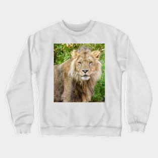 530 lion king Crewneck Sweatshirt